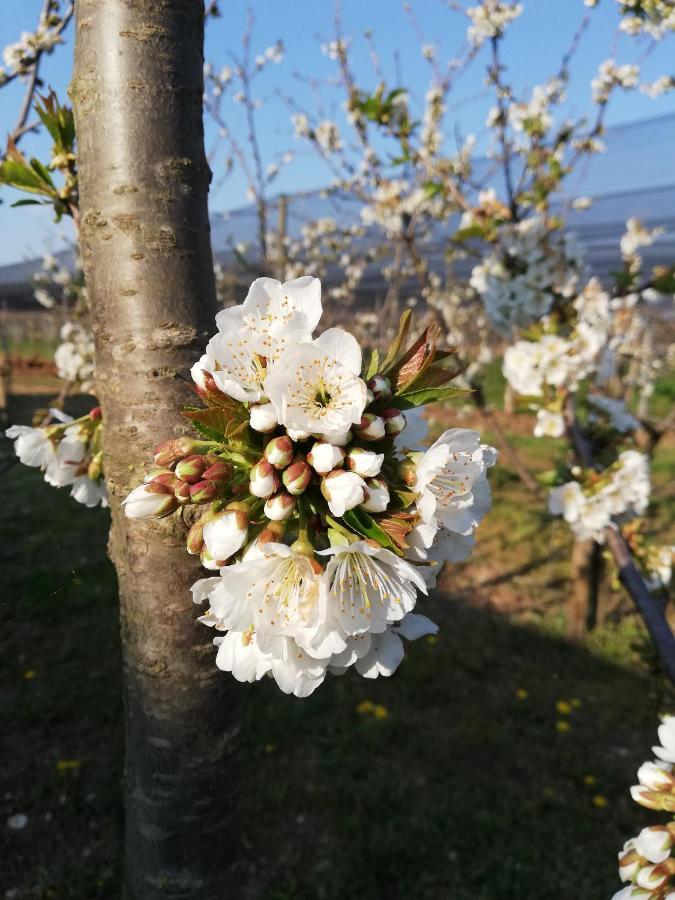 Borgo D'asolo * San Vito Di Altivole